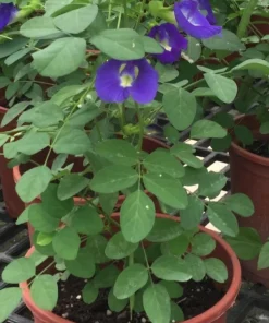 Butterfly Pea Live Plant - Clitoria Ternatea Blue Flower Vine, 15 Inches Tall Potted Plant - Image 8