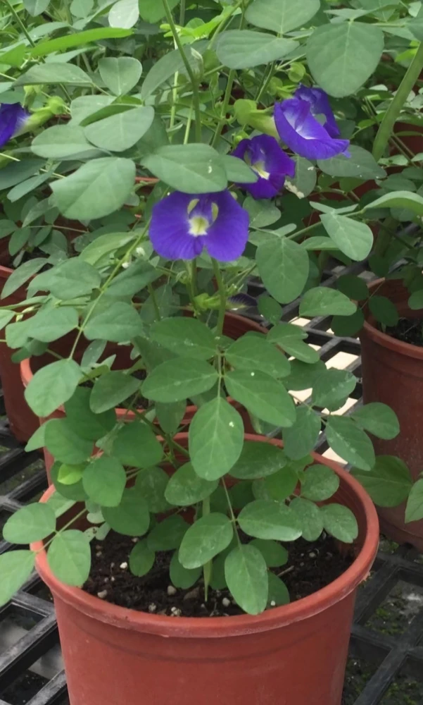 Butterfly Pea Live Plant - Clitoria Ternatea Blue Flower Vine, 15 Inches Tall Potted Plant - Image 8