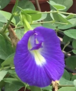 Butterfly Pea Live Plant - Clitoria Ternatea Blue Flower Vine, 15 Inches Tall Potted Plant - Image 9