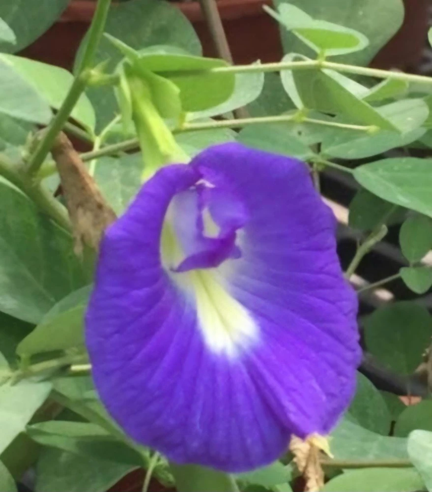 Butterfly Pea Live Plant - Clitoria Ternatea Blue Flower Vine, 15 Inches Tall Potted Plant - Image 9