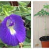 Butterfly Pea Live Plant - Clitoria Ternatea Blue Flower Vine, 15 Inches Tall Potted Plant - Image 1