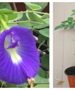 Butterfly Pea Live Plant - Clitoria Ternatea Blue Flower Vine, 15 Inches Tall Potted Plant - Image 1