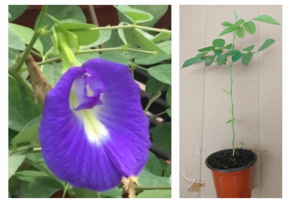Butterfly Pea Live Plant - Clitoria Ternatea Blue Flower Vine, 15 Inches Tall Potted Plant - Image 1