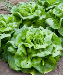 Butterhead Lettuce Seeds - 500 Count Heirloom Garden Seeds for Salads - Image 2