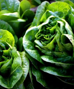 Butterhead Lettuce Seeds - 500 Count Heirloom Garden Seeds for Salads - Image 3