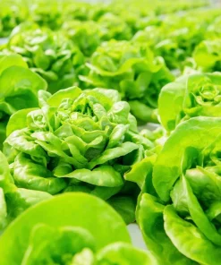 Butterhead Lettuce Seeds - 500 Count Heirloom Garden Seeds for Salads - Image 4