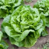 Butterhead Lettuce Seeds - 500 Count Heirloom Garden Seeds for Salads - Image 1