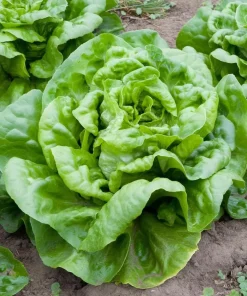 Butterhead Lettuce Seeds - 500 Count Heirloom Garden Seeds for Salads - Image 1
