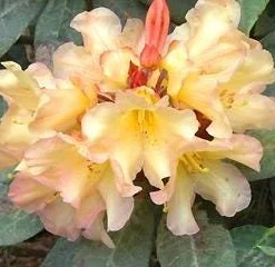 Buttermint Rhododendron Live Plant – Yellow Orange Blooms – 2 Gallon Container - Image 2