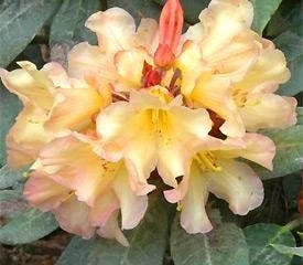 Buttermint Rhododendron Live Plant – Yellow Orange Blooms – 2 Gallon Container - Image 2