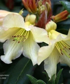 Buttermint Rhododendron Live Plant – Yellow Orange Blooms – 2 Gallon Container - Image 3