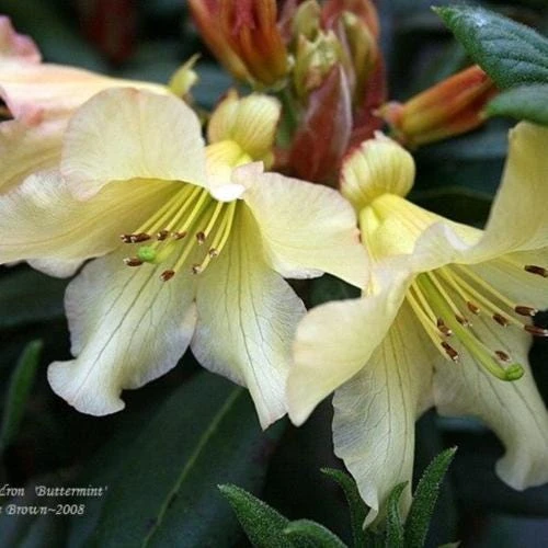 Buttermint Rhododendron Live Plant – Yellow Orange Blooms – 2 Gallon Container - Image 3