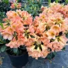 Buttermint Rhododendron Live Plant – Yellow Orange Blooms – 2 Gallon Container - Image 1