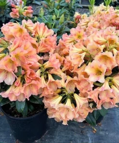 Buttermint Rhododendron Live Plant – Yellow Orange Blooms – 2 Gallon Container - Image 1