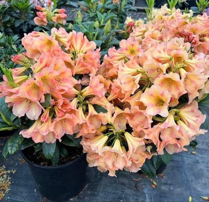 Buttermint Rhododendron Live Plant – Yellow Orange Blooms – 2 Gallon Container - Image 1
