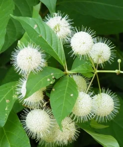 Buttonbush Cephalanthus Live Plant – 12+ Inches Tall – Outdoor Shrub - Image 2