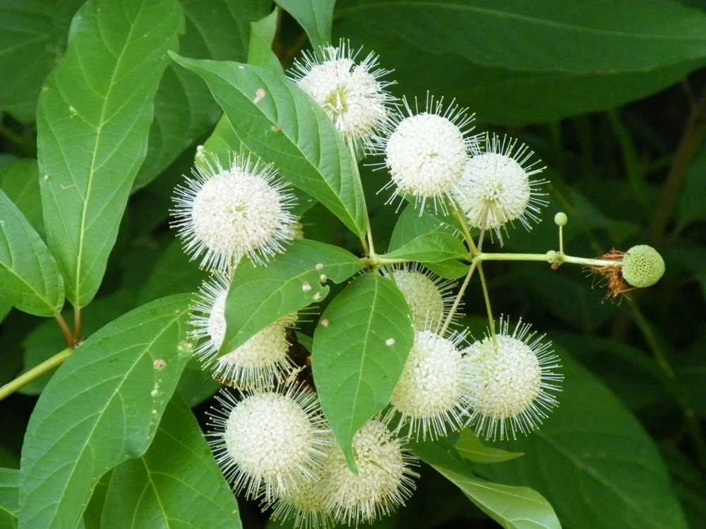 Buttonbush Cephalanthus Live Plant - 12+ Inches Tall Shrub - Image 2