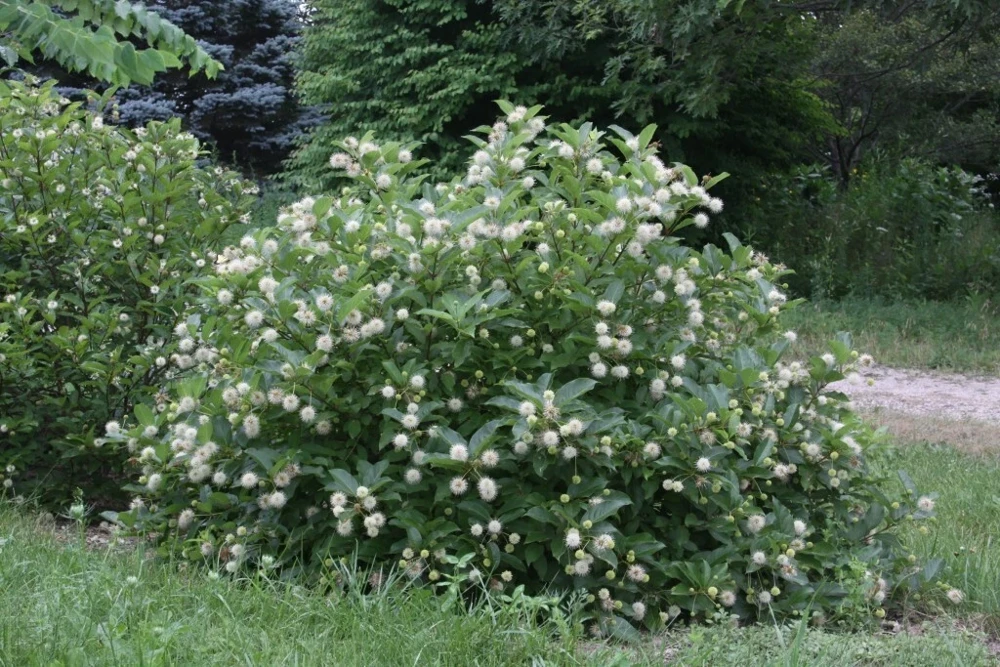 Buttonbush Cephalanthus Live Plant - 12+ Inches Tall Shrub - Image 1