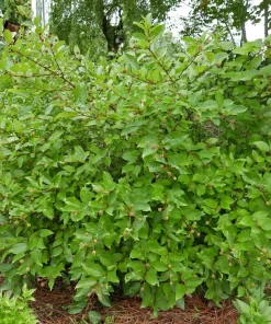 Buttonbush Cephalanthus Live Plant - 12+ Inches Tall Shrub - Image 3