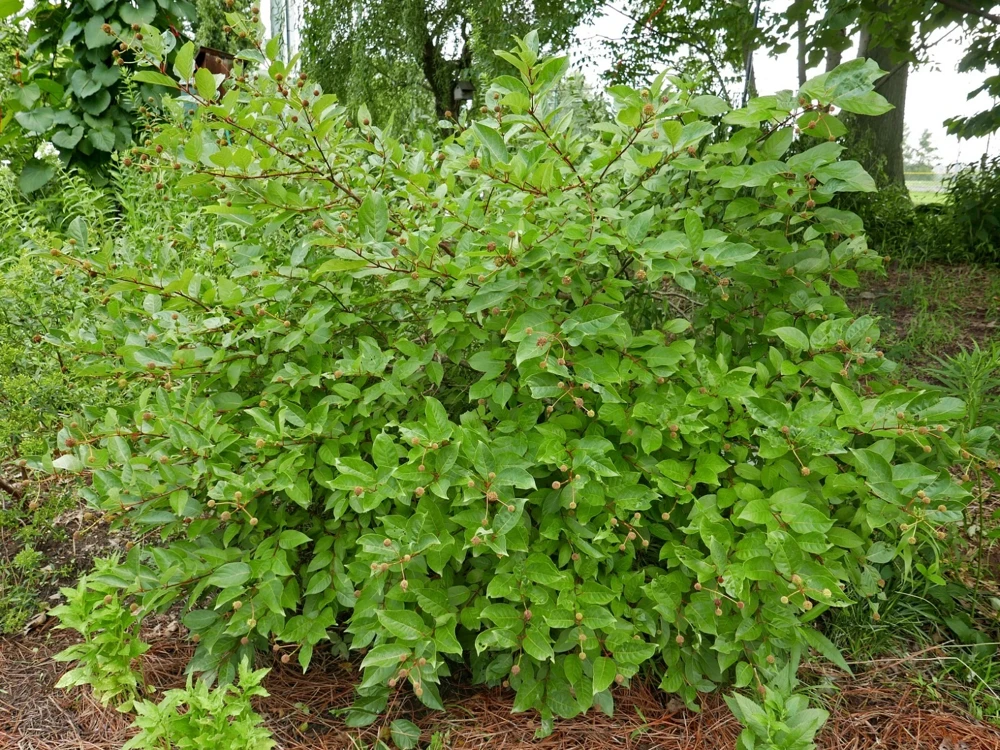 Buttonbush Cephalanthus Live Plant - 12+ Inches Tall Shrub - Image 3