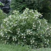 Buttonbush Cephalanthus Live Plant – 12+ Inches Tall – Outdoor Shrub - Image 1