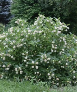 Buttonbush Cephalanthus Live Plant – 12+ Inches Tall – Outdoor Shrub - Image 1