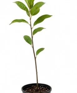Buttonbush Shrub - 10-18