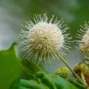 Buttonbush Shrub - 10-18" Tall Live Plant | Native Wetland Flowering Seedling - Image 1