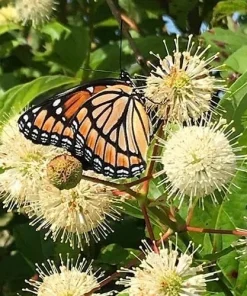 Buttonbush Shrub - 10-18