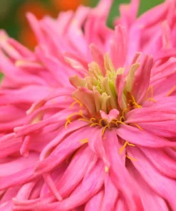 Cactus Flowered Zinnia Seeds – Burpeeana Giant Mix – 300 Seeds – Mixed Colors - Image 2