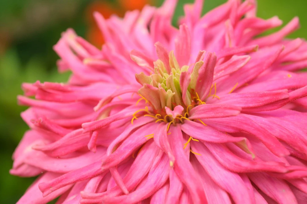 Cactus Flowered Zinnia Seeds – Burpeeana Giant Mix – 300 Seeds – Mixed Colors - Image 2