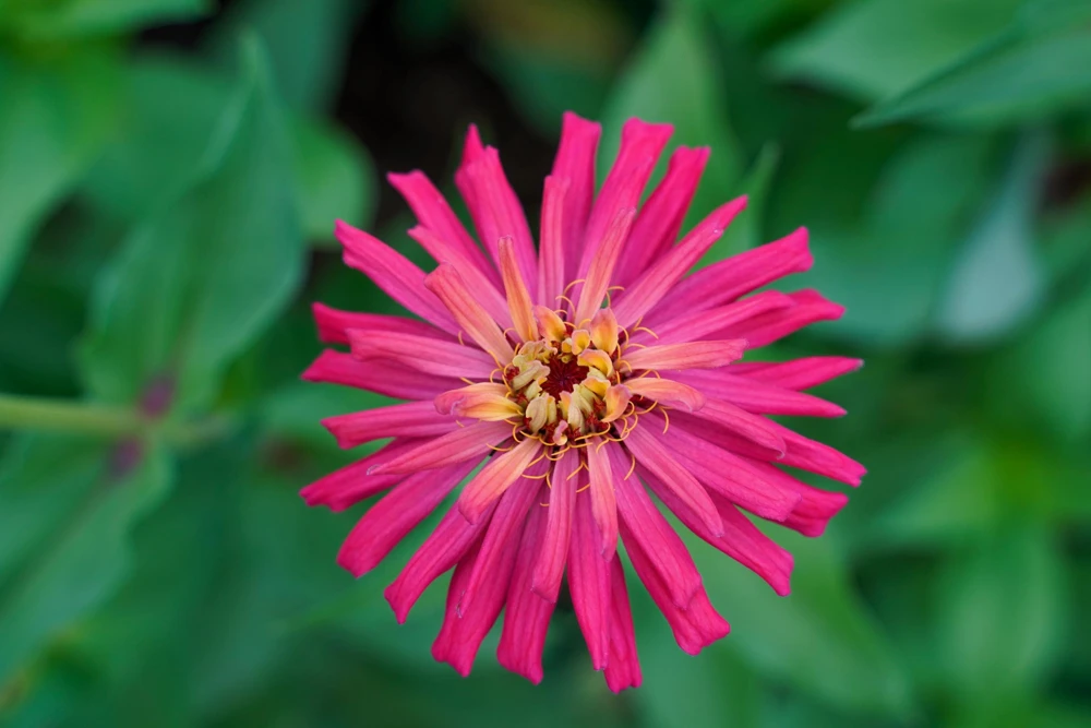 Cactus Flowered Zinnia Seeds – Burpeeana Giant Mix – 300 Seeds – Mixed Colors - Image 3