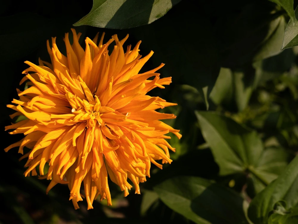 Cactus Flowered Zinnia Seeds – Burpeeana Giant Mix – 300 Seeds – Mixed Colors - Image 4