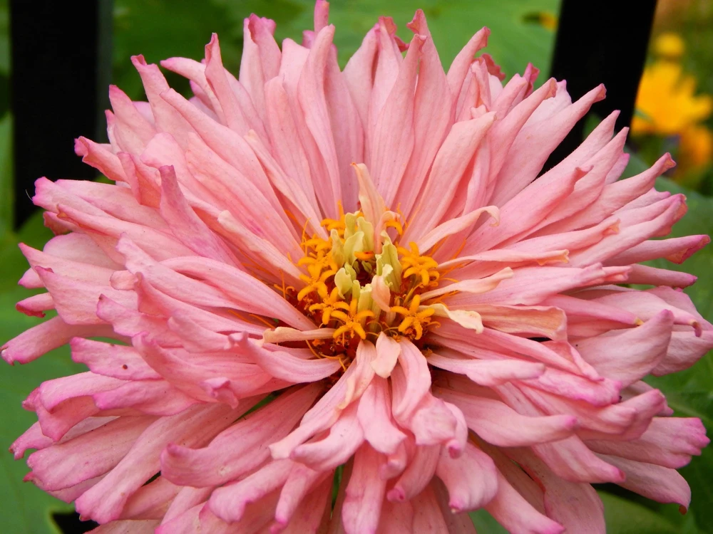 Cactus Flowered Zinnia Seeds – Burpeeana Giant Mix – 300 Seeds – Mixed Colors - Image 5