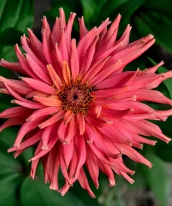 Cactus Flowered Zinnia Seeds – Burpeeana Giant Mix – 300 Seeds – Mixed Colors - Image 6