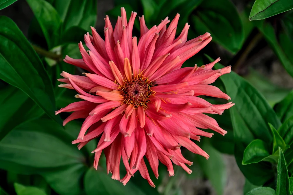 Cactus Flowered Zinnia Seeds – Burpeeana Giant Mix – 300 Seeds – Mixed Colors - Image 6