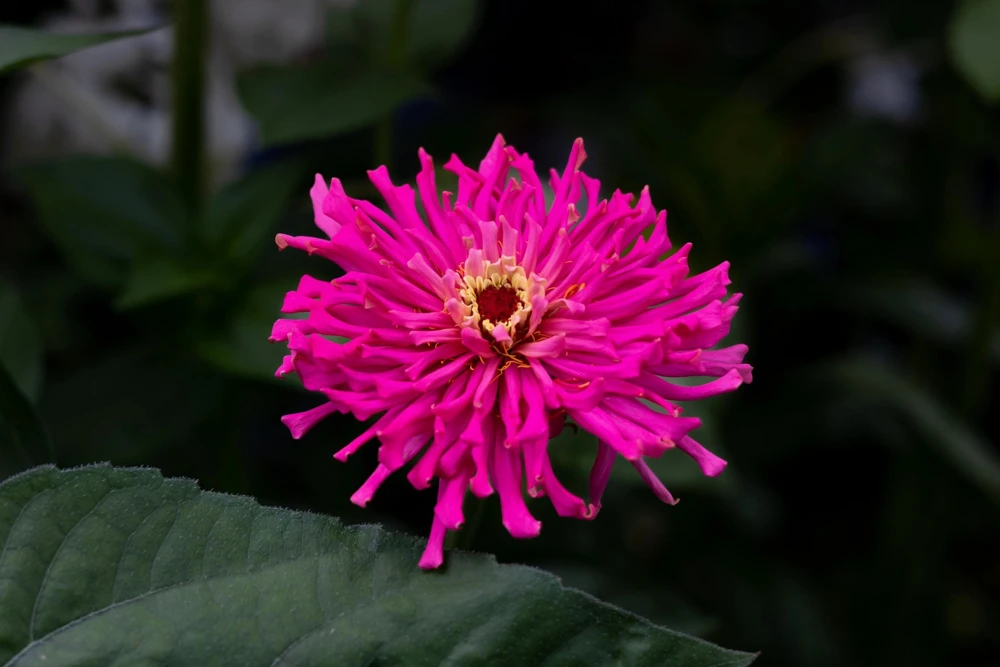 Cactus Flowered Zinnia Seeds – Burpeeana Giant Mix – 300 Seeds – Mixed Colors - Image 7