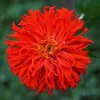 Cactus Flowered Zinnia Seeds – Burpeeana Giant Mix – 300 Seeds – Mixed Colors - Image 1