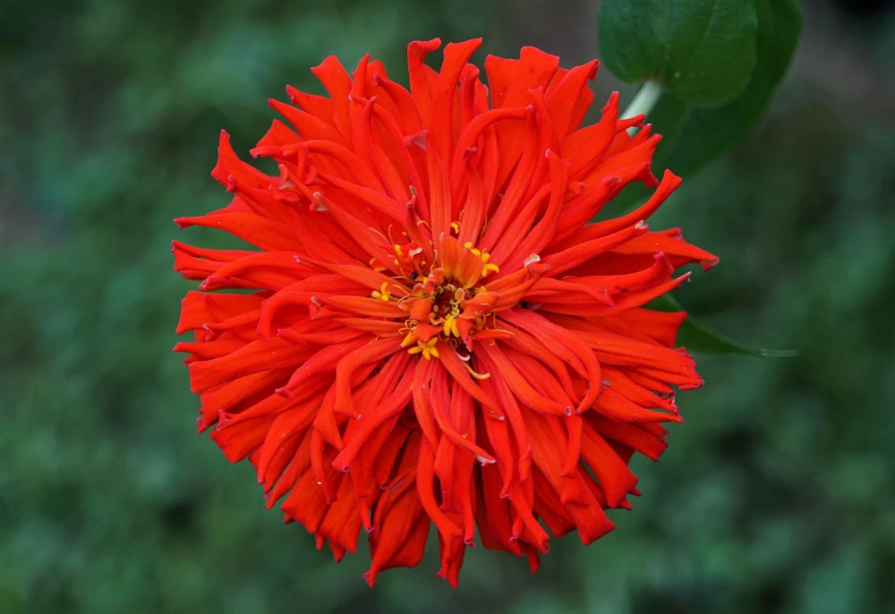 Cactus Flowered Zinnia Seeds – Burpeeana Giant Mix – 300 Seeds – Mixed Colors - Image 1