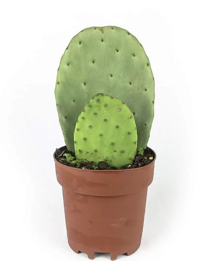 Cactus Live Plant with Pot - Potted Indoor Outdoor Cacti & Succulents - Image 2