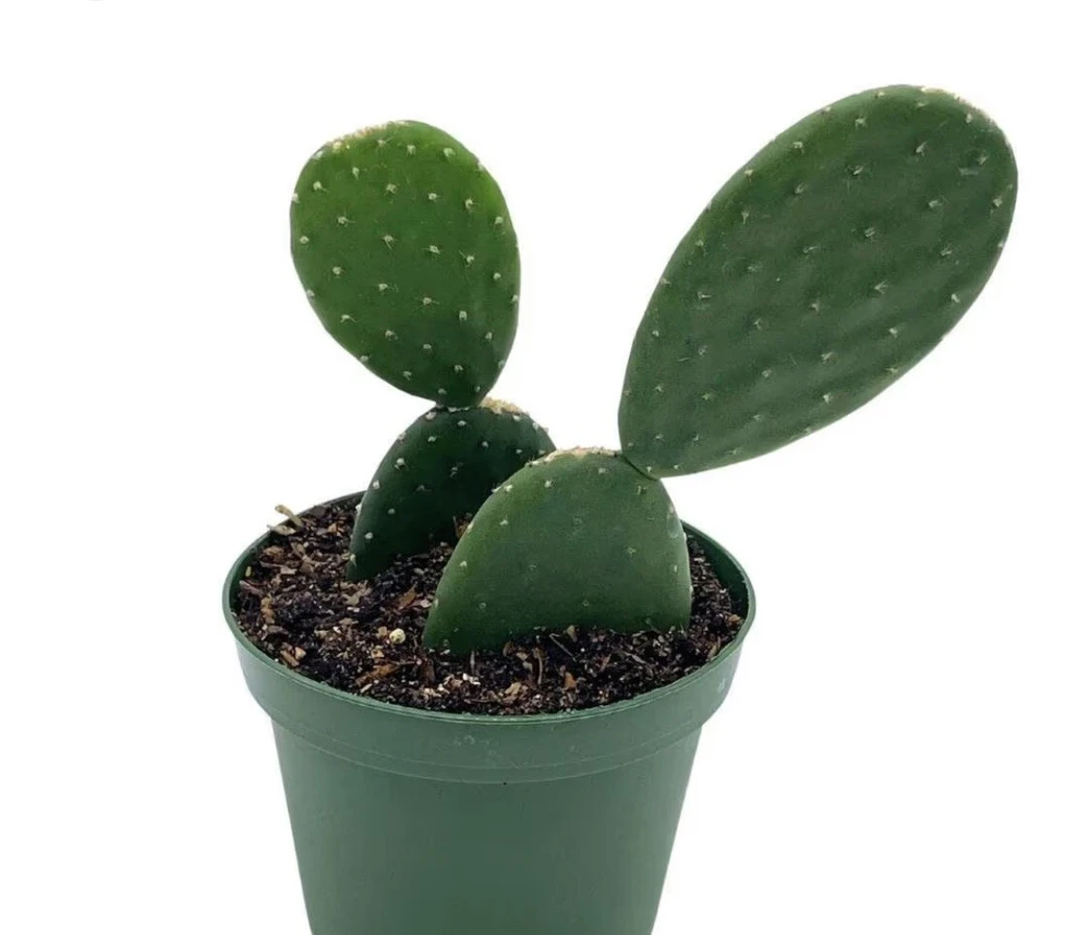 Cactus Live Plant with Pot - Potted Indoor Outdoor Cacti & Succulents - Image 3