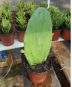 Cactus Live Plant with Pot - Potted Indoor Outdoor Cacti & Succulents - Image 4