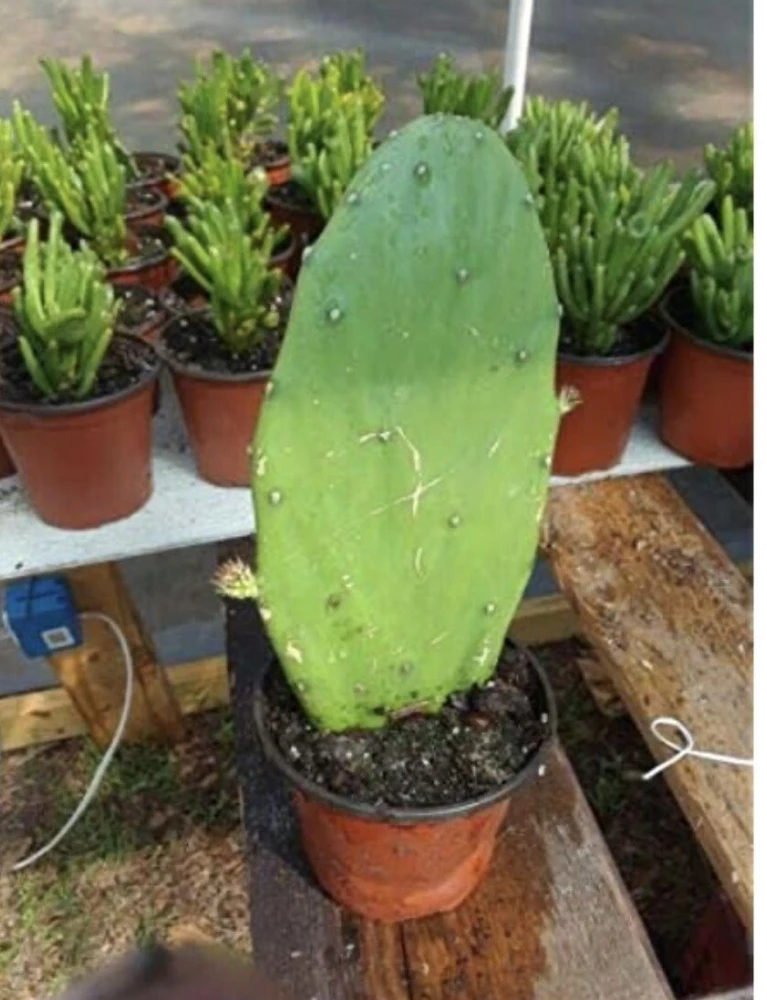 Cactus Live Plant with Pot - Potted Indoor Outdoor Cacti & Succulents - Image 4