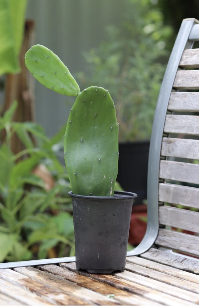Cactus Live Plant with Pot - Potted Indoor Outdoor Cacti & Succulents - Image 5