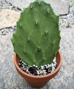 Cactus Live Plant with Pot - Potted Indoor Outdoor Cacti & Succulents - Image 1