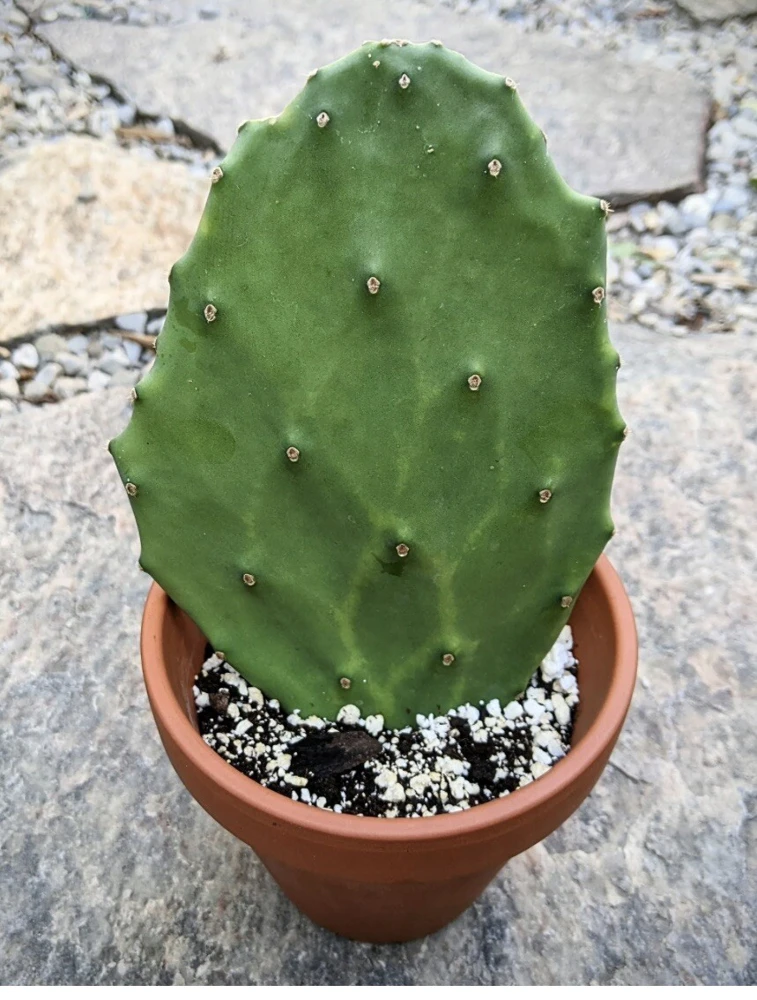 Cactus Live Plant with Pot - Potted Indoor Outdoor Cacti & Succulents - Image 1