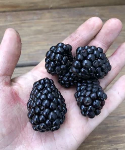 Caddo Thornless Blackberry Live Plant - 1-2 Year Old Bush - Outdoor Edible Fruit - Image 2