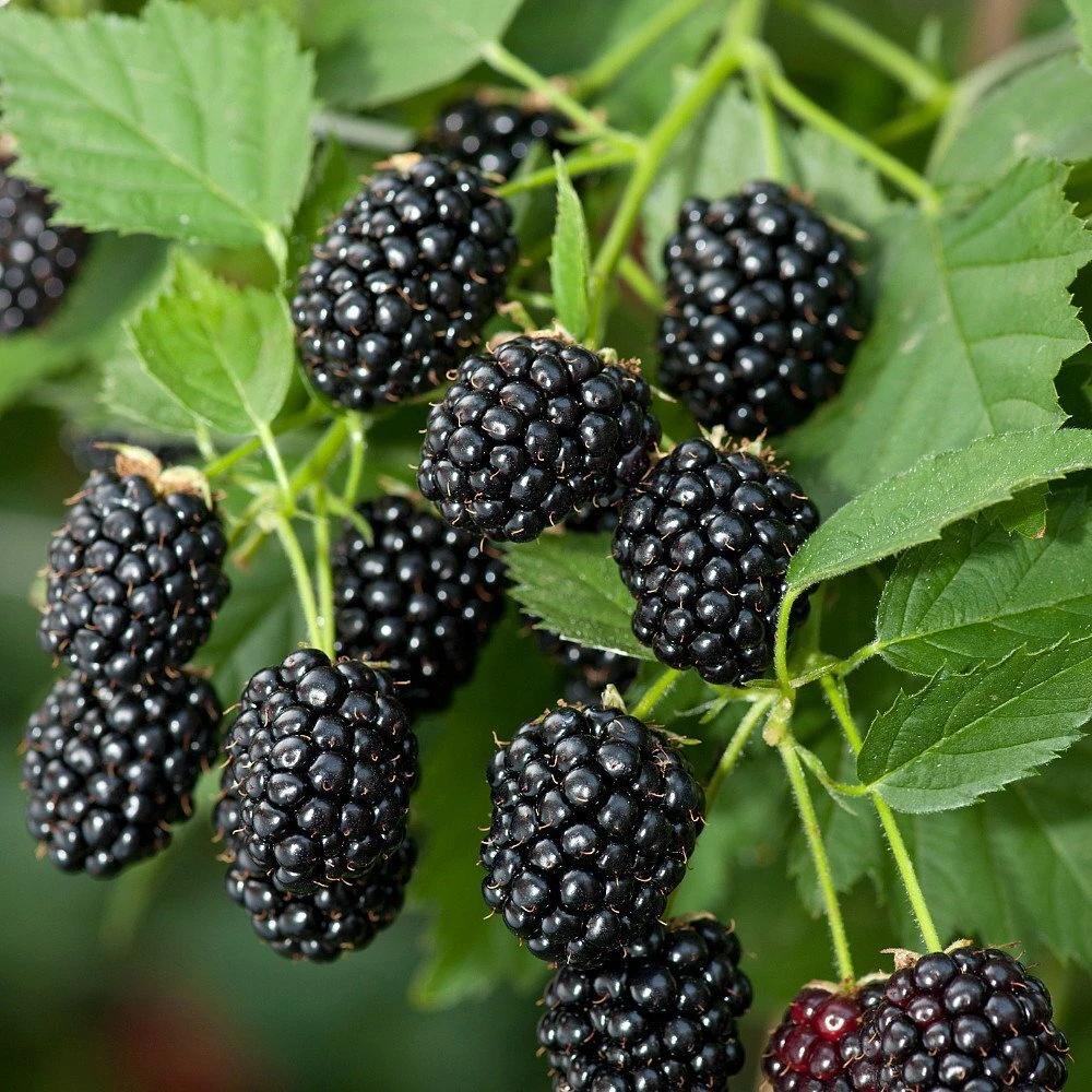 Caddo Thornless Blackberry Live Plant - 1-2 Year Old Bush - Outdoor Edible Fruit - Image 3