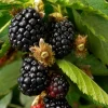 Caddo Thornless Blackberry Live Plant - 1-2 Year Old Bush - Outdoor Edible Fruit - Image 1
