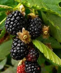 Caddo Thornless Blackberry Live Plant - 1-2 Year Old Bush - Outdoor Edible Fruit - Image 1